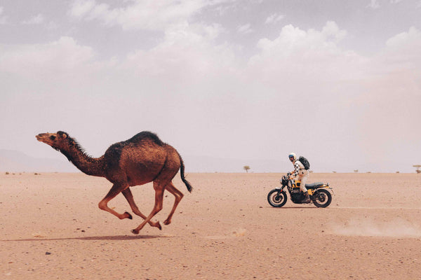 Scram Africa 2025: A Journey Through the Wild South